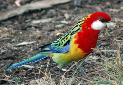 38_800px-Eastern_Rosella_at_Hobart_Domain_upright.png