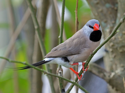 39_Long-tailed_Finch_RWD1.png