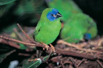 41_Blue-faced-Parrot-finch.png