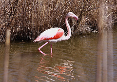 Strre flamingo